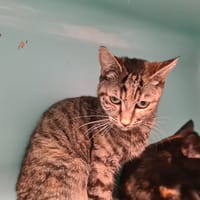 IRIS, chatte à adopter