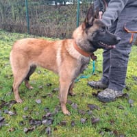 Daco, chien à adopter
