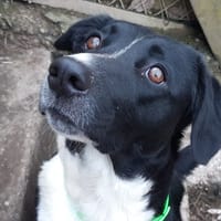 Kitty, chienne à adopter