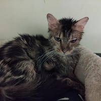 Tchoupi PAB28483, chat à adopter