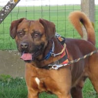 NAYKO, chien à adopter