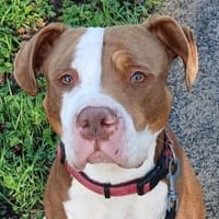 TOKYO, chienne à adopter