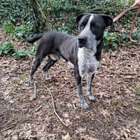 MOOGLI, chien à adopter