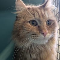 CITROUILLE, chatte à adopter