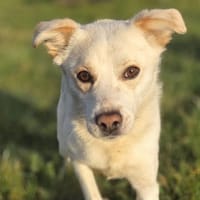 CHANCE, chienne à adopter