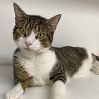 SIMBA, chat à adopter