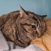 THALIA, chatte à adopter