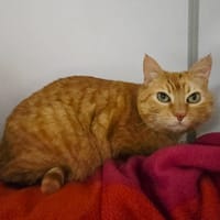 MOUSTACHE, chat à adopter