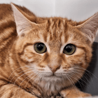 BRIOCHE, chatte à adopter