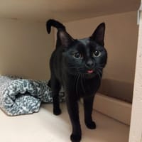 Yuki PAB28551, chat à adopter