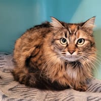 merveille, chatte à adopter