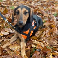 UKYO, chien à adopter