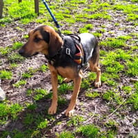 UKYO, chien à adopter