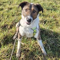 FIDO, chien à adopter