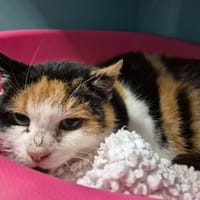 CHATAIGNE QCT, chatte à adopter