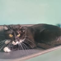 TOM, chat à adopter