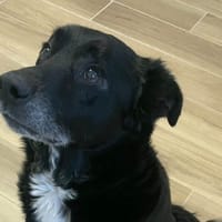 Mosley, chien à adopter