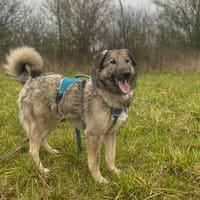 SILAS, chien à adopter