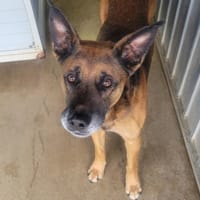 Bonzo, chien à adopter