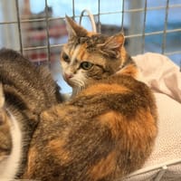 VANILLE, chatte à adopter