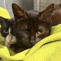 JULIETTE, chatte à adopter