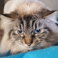 ETNA, chatte à adopter