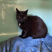 PORTO, chatte à adopter