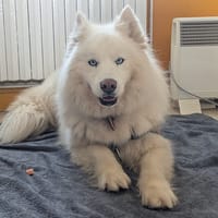 CROC BLANC, chien à adopter