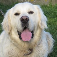 MILO, chien à adopter