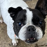 JAMAÏQUE, chienne à adopter