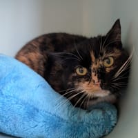 FLEXY, chatte à adopter