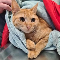 CARAMEL, chat à adopter