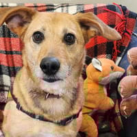 OLGA, chienne à adopter