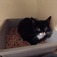 BLANCHE PAB28559, chatte à adopter