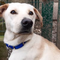 Gaia, chienne à adopter