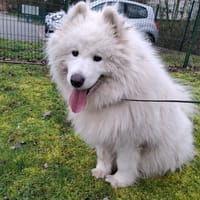 POPI, chien à adopter