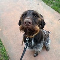 ETOILE PAA24102, chienne à adopter