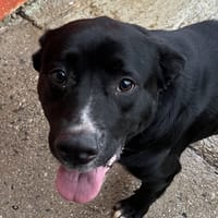 Tchoupie, chienne à adopter