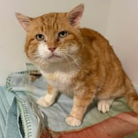 Yuki, chat à adopter