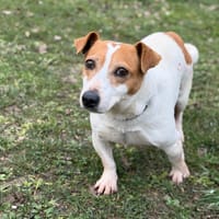 Mimi CAA14841, chienne à adopter