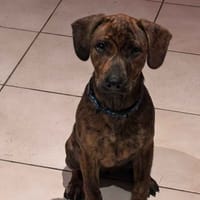 ARTEMIS, chienne à adopter