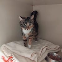 Clementine PAB28552, chatte à adopter