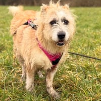 BAYA, chienne à adopter