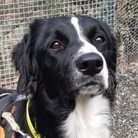 Luna, chienne à adopter