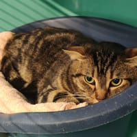 CHARLIE, chat à adopter