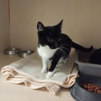 OREO PAB28558, chatte à adopter