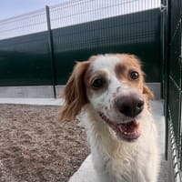 ALBA, chienne à adopter