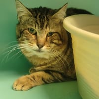 LEON, chat à adopter