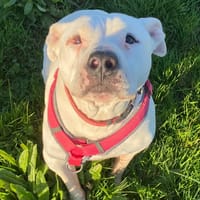 IZZY, chienne à adopter