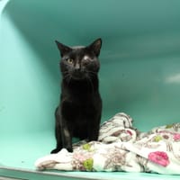 spider, chat à adopter